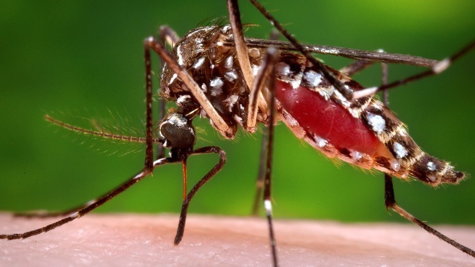 Resultado de imagem para Salvador apresenta redução no índice de infestação do Aedes aegypti