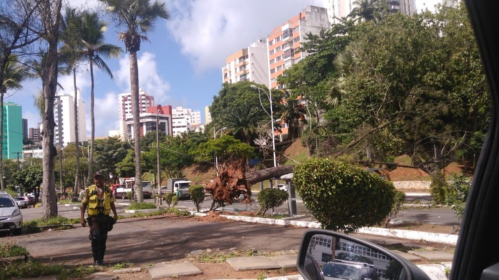 Ãrvore cai na Avenida CentenÃ¡rio, em Salvador â?? Foto: BÃ¡rbara Trindade/Arquivo pessoal