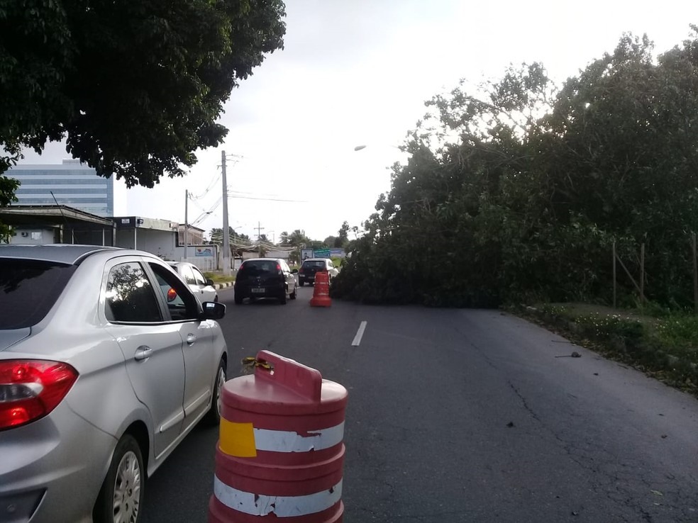 Parte de Ã¡rvore cai em faixa de avenida em Lauro de Freitas â?? Foto: Cid Vaz/TV Bahia