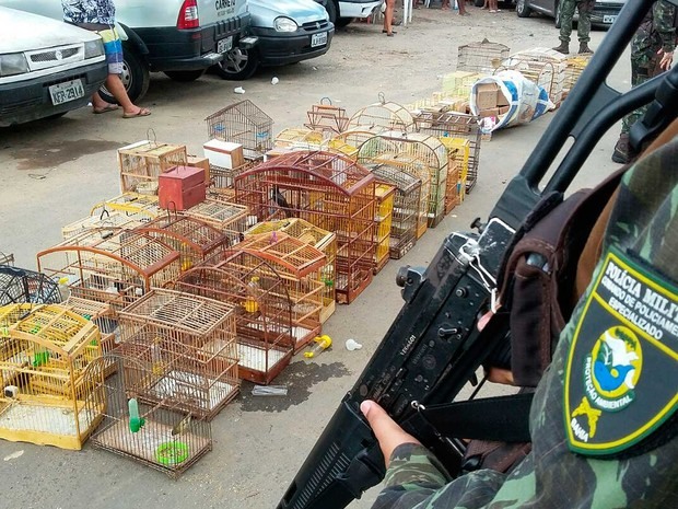 Aves comercializadas são apreendidas em Salvador, na Bahia (Foto: Divulgação/COPPA)