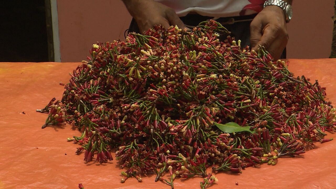 Resultado de imagem para fotos da zona rural dos produtores de cravo de valença