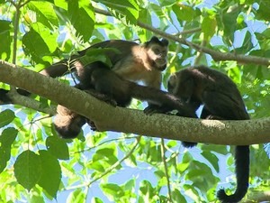 Resultado de imagem para Macaco é achado morto em Salvador e passará por exame para saber se está contaminado com febre amarela