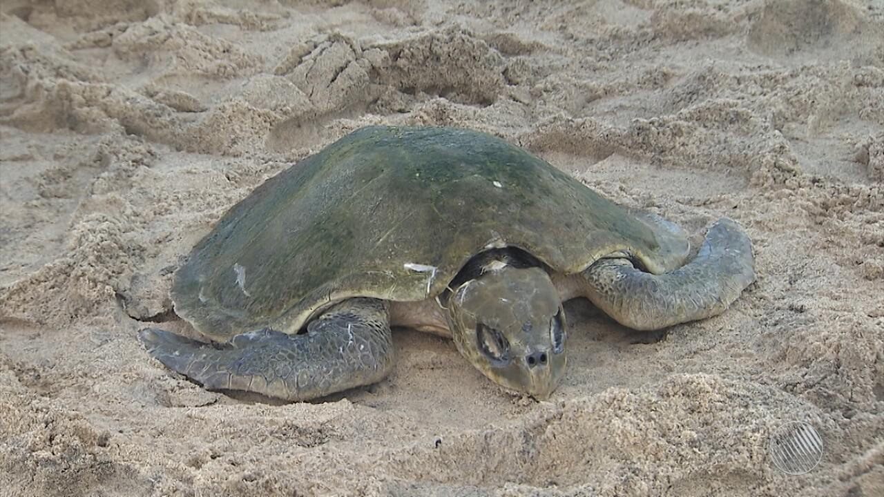 Resultado de imagem para Tartaruga é encontrada morta na praia da Barra, em Salvador