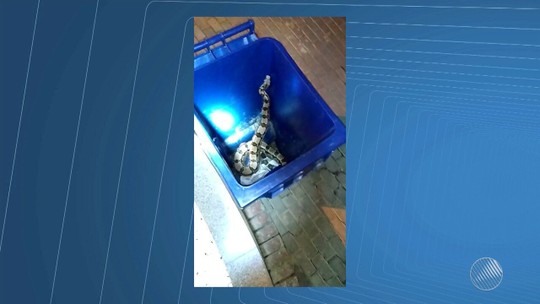 Resultado de imagem para Cobra com cerca de dois metros é encontrada em porta de condomínio na Bahia; vídeo mostra animal