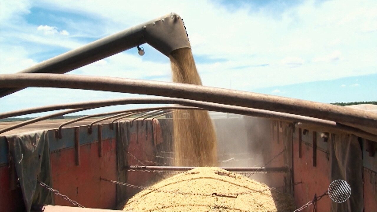 Resultado de imagem para Safra de soja aumenta em 62% e impulsiona indústria de alimentos na Bahia