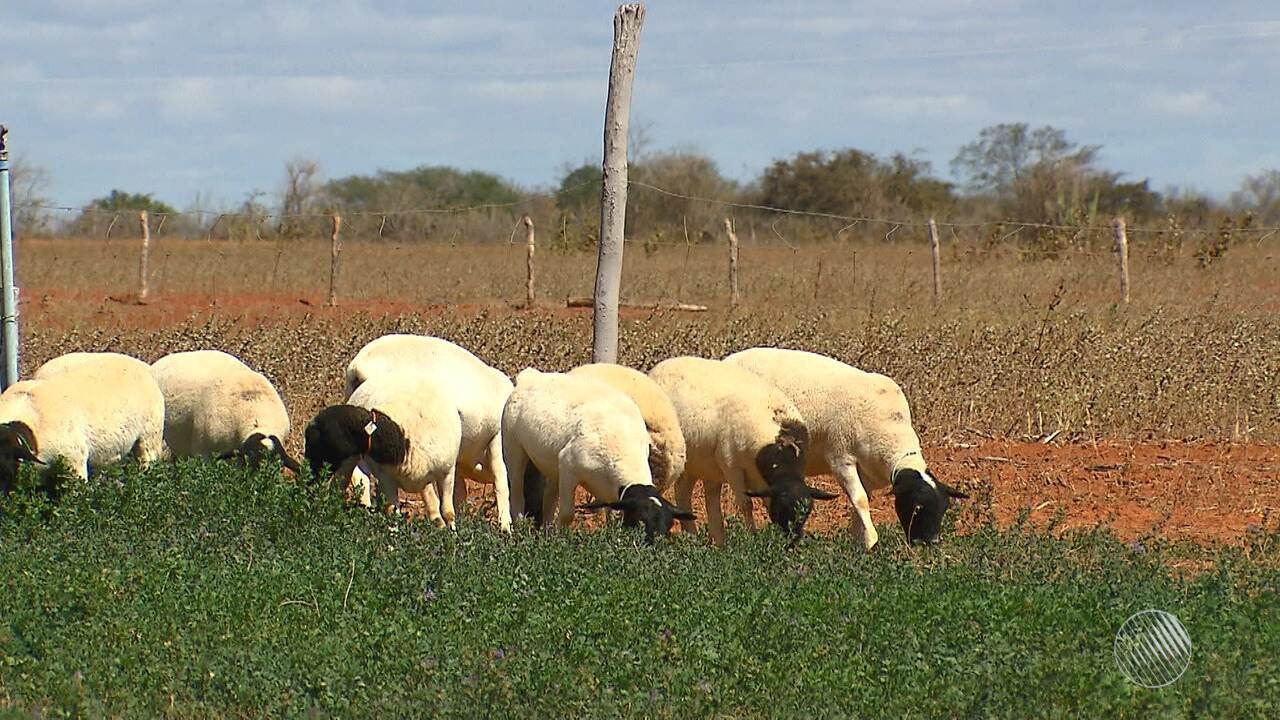 Resultado de imagem para Municípios da BA têm os maiores rebanhos de caprinos, ovinos e alevinos do país, aponta IBGE