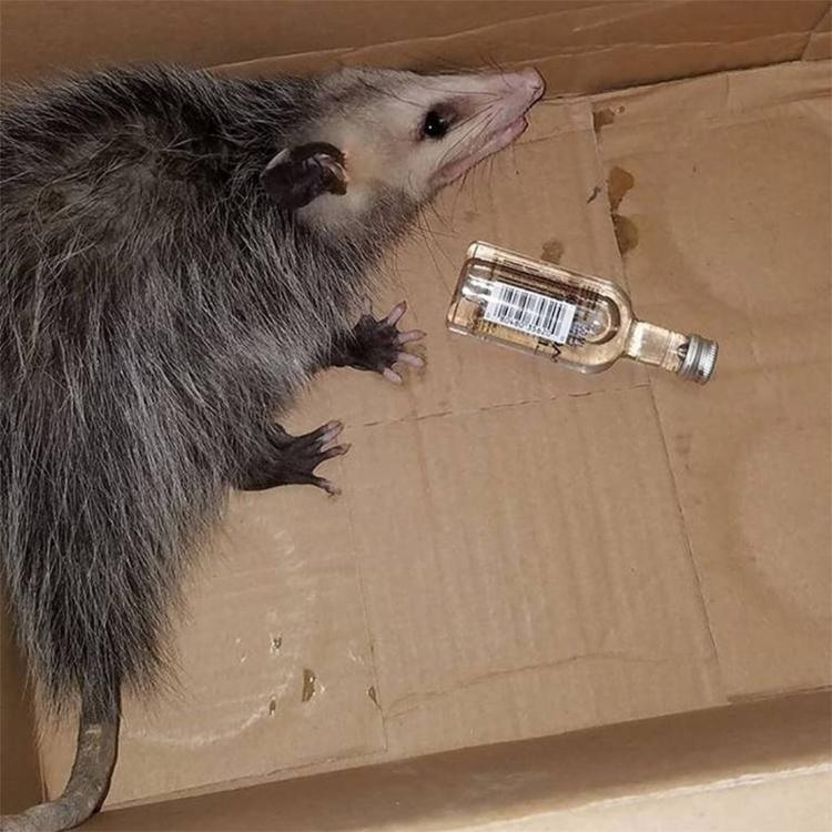 Gambá tomou uma garrafa de bourbon depois de invadir loja - - Foto: Reprodução l Facebook l Emerald Coast Wildlife Refuge