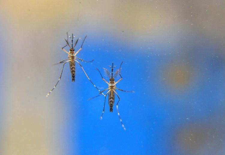 Melhor forma de prevenÃ§Ã£o de doenÃ§as causadas pelo mosquito Ã© seguir orientaÃ§Ãµes para evitar a sua proliferaÃ§Ã£o - Foto: Alexandre Carvalho l DivulgaÃ§Ã£o