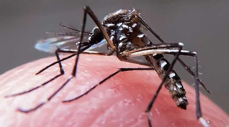 Até agora, 27 casos de chikungunya foram confirmados pela SMS - Foto: Rafael Neddermeyer | Fotos Públicas