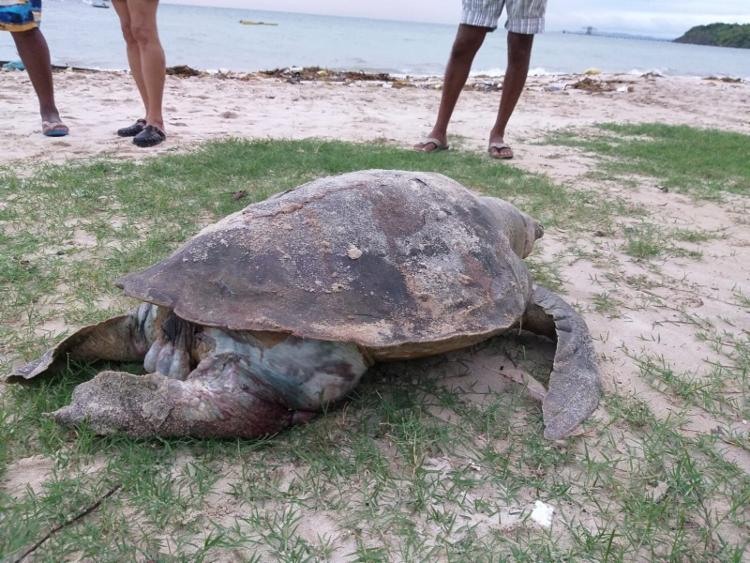 Animal encontrado na Praia de Tubarão | Foto: Isac Luz | Paripe.net - Foto: Isac Luz | Paripe.net