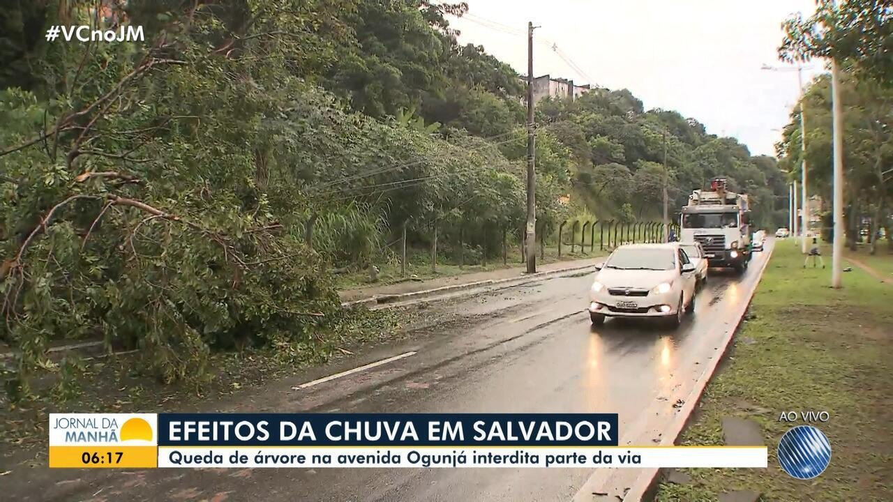 Resultado de imagem para Parte de Ã¡rvore cai no Vale do OgunjÃ¡ e deixa trÃ¢nsito lento; confira