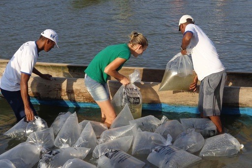 Resultado de imagem para Bahia Pesca entregará filhotes de peixes a povos indígenas