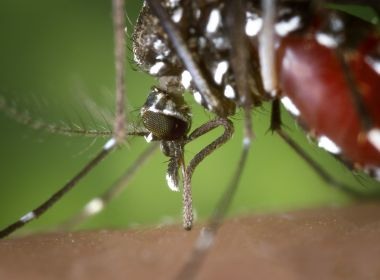 Situação da Bahia é 'crítica' com pandemia da Covid e endemias de dengue e chikungunya