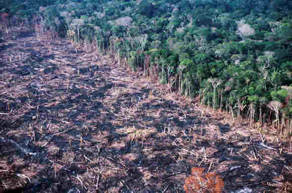 Resultado de imagem para fotos de desmatamento da amazonia