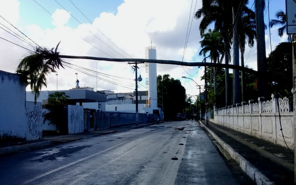 Coqueiro despencou no bairro da Boa Viagem, em Salvador â?? Foto: Cid Vaz/TV Bahia