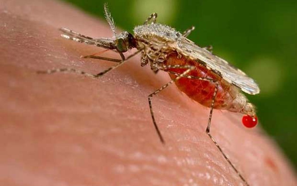 Mosquito Anopheles stephensi, transmissor da malária, picando uma vítima (Foto: (Foto: Jim Gathany/CDC/Reuters))