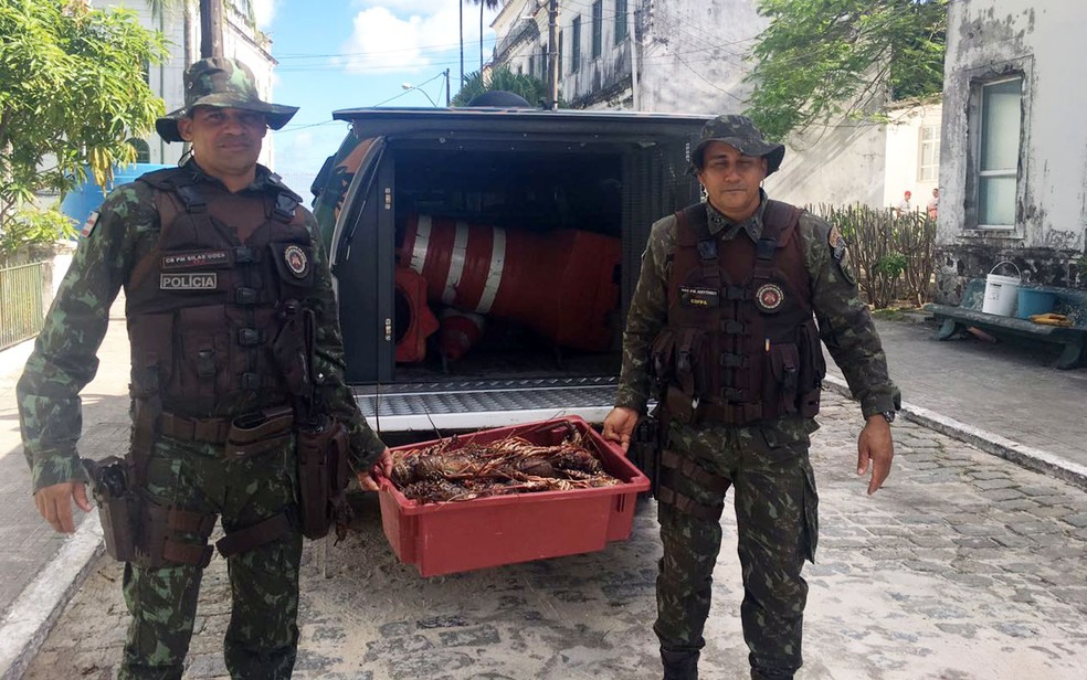 Lagostas apreendidas foram doadas a instituições de caridade (Foto: Divulgação/Polícia Ambiental)