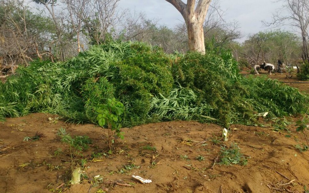 Droga foi apreendida em Jacobina (Foto: Divulgação/SSP-BA)