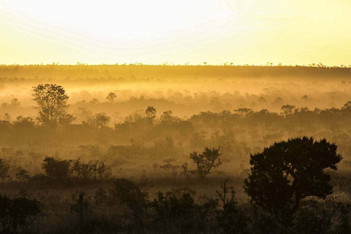 O Brasil tem a maior biodiversidade vegetal do mundo.SÃ£o 55 mil espÃ©cies de plantas â?? cerca de 22% das 250 mil do planeta.