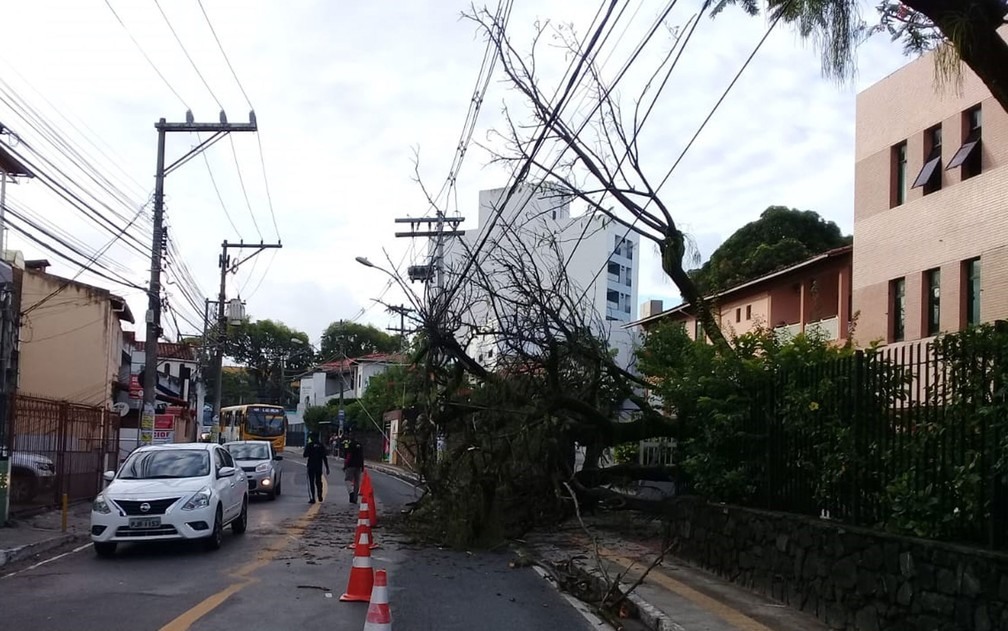 Ãrvore cai e toma parte de rua na FederaÃ§Ã£o â?? Foto: Cid Vaz/TV Bahia