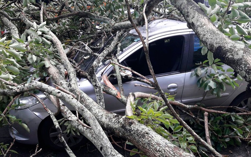 Veículo ficou coberto pelos galhos da árvore  (Foto: Juliana Cavalcante/TV Bahia)