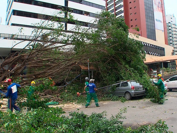 Resultado de imagem para fotos de queda de arvores nas ruas de salvador