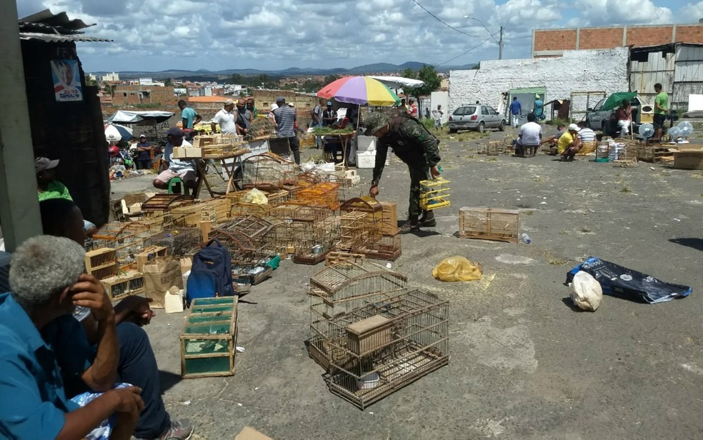 Ã?ltima grande operaÃ§Ã£o ocorreu em Feira de Santana, onde 358 aves silvestres foram apreendidas. â?? Foto: DivulgaÃ§Ã£o/PM