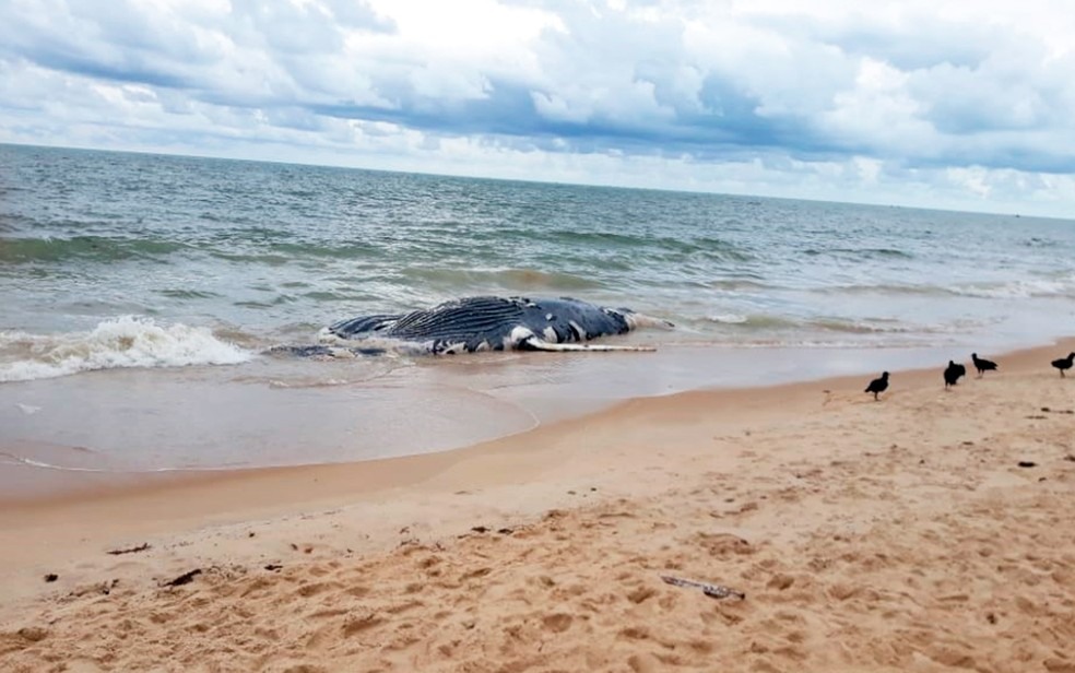 Esta foi a terceira baleia achada morta no litoral sul da Bahia em uma semana (Foto: LÃºcia Ã?ngelo/Arquivo pessoal)