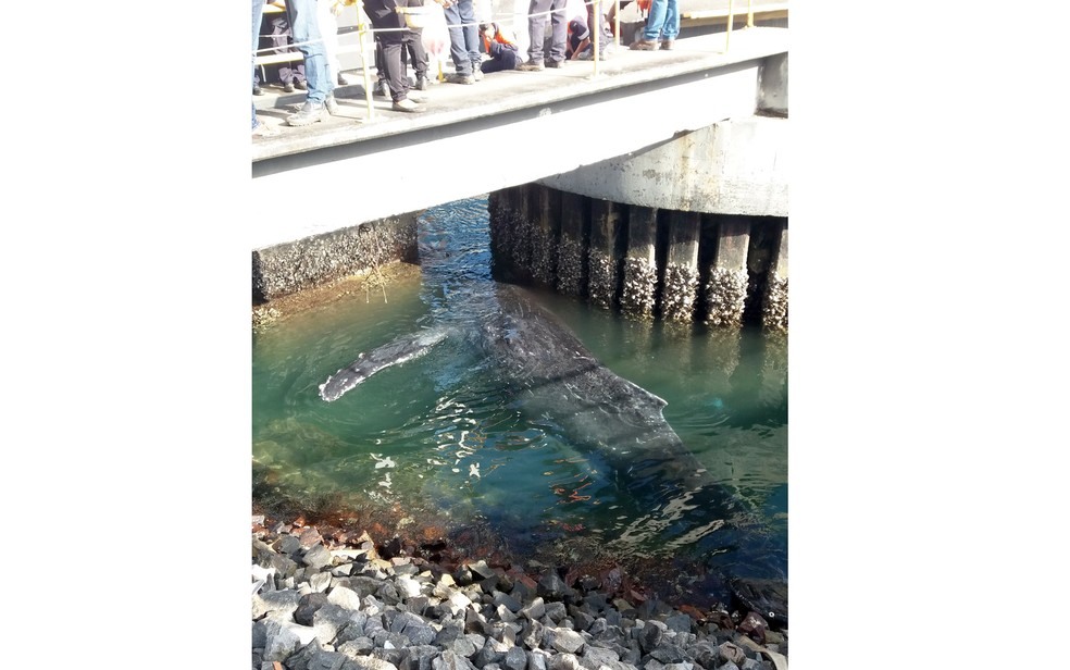 Baleia encalhou no Terminal de SÃ£o Joaquim, em Salvador (Foto: DivulgaÃ§Ã£o/Internacional Travessias)