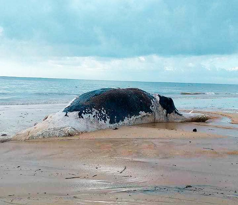 Baleia jubarte foi achada morta com marcas de mordidas de tubarÃ£o no extremo sul da Bahia (Foto: Dantas de Oliva/Site Prado NotÃ­cia)