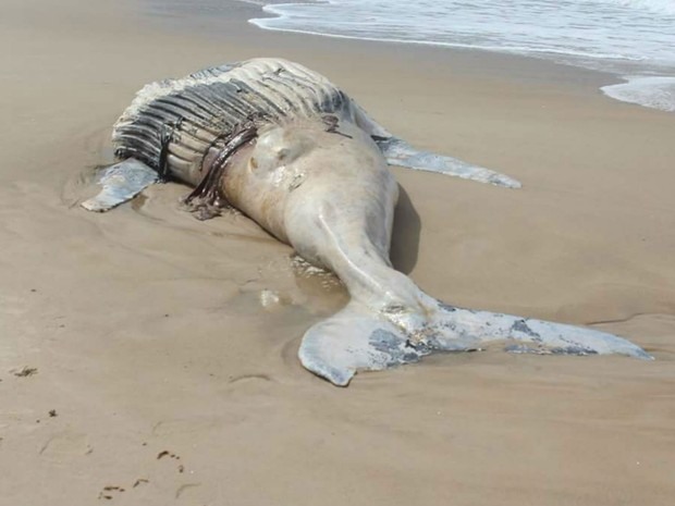 Baleia encontrada morta no litoral norte de Ilhéus, na Bahia (Foto: Winnie Santos Silva)