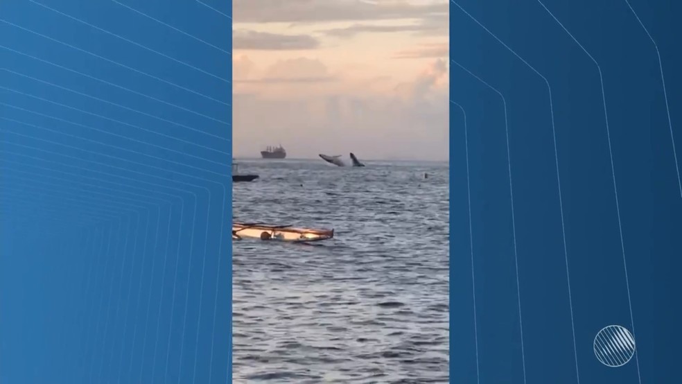 Duas baleias sÃ£o flagradas dando saltos em mar da BaÃ­a de Todos-os-Santos, em Salvador (Foto: ReproduÃ§Ã£o/TV Bahia)