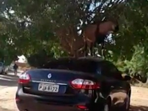 Bode subiu em carro em Juazeiro, na Bahia (Foto: Fábio Ramon/ Arquivo Pessoal)