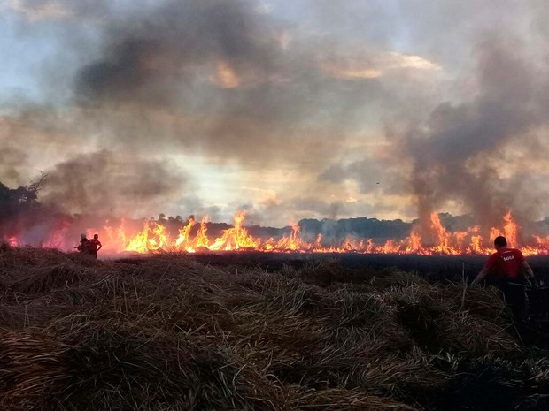 Incêndio atinge área de proteção ambiental no Litoral Norte da Bahia (Foto: Divulgação/Corpo de Bombeiros Militar)