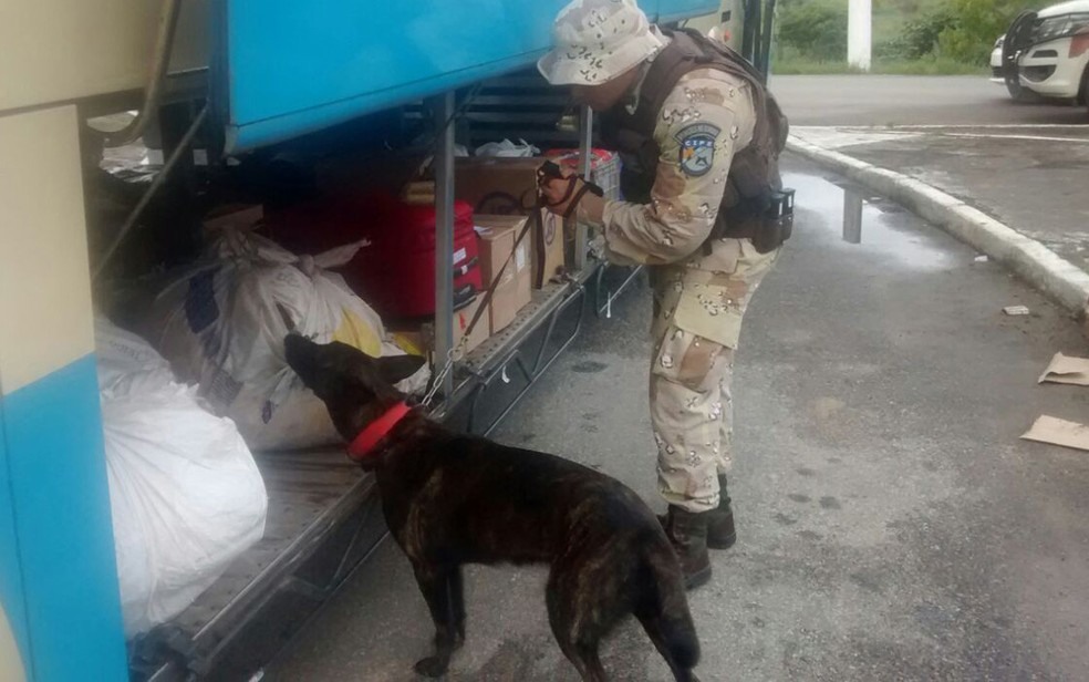 Droga foi encontrada com auxílio de animal, por policiais militares (Foto: Divulgação/ CIPE Cacaueira)