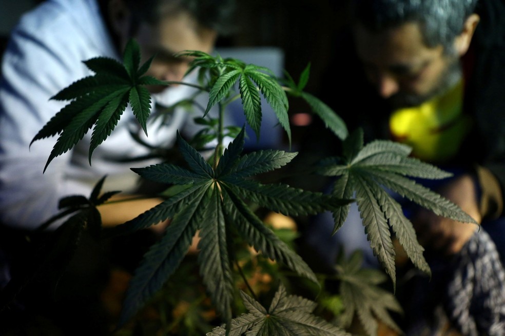  Maconha Ã© cultivada em fundaÃ§Ã£o em Santiago, no Chile. Estudo avaliou que canabidiol Ã© eficaz contra forma rara de epilepsia  â?? Foto: Reuters/Ivan Alvarado