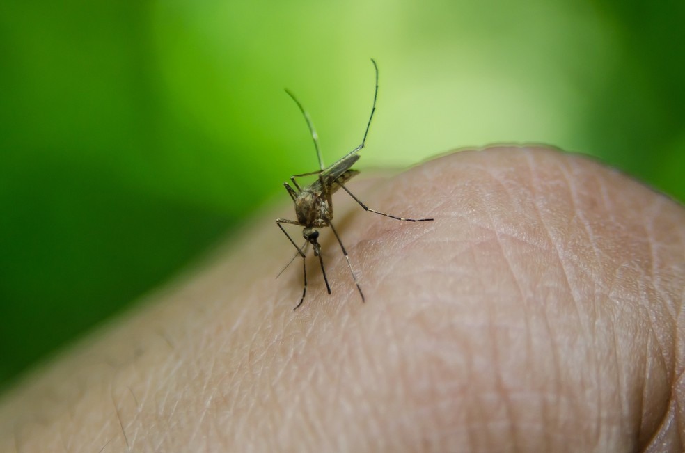 Fornecimento do inseticida para combate do mosquito estÃ¡ suspenso â?? Foto: Pixabay/DivulgaÃ§Ã£o