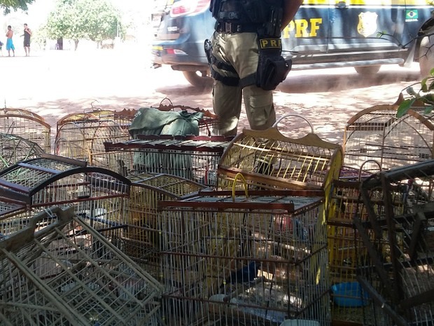 Mais de 600 animais foram apreendidos nos primeiros sete dias de operação (Foto: Divulgação/Polícia Rodoviária Federal)