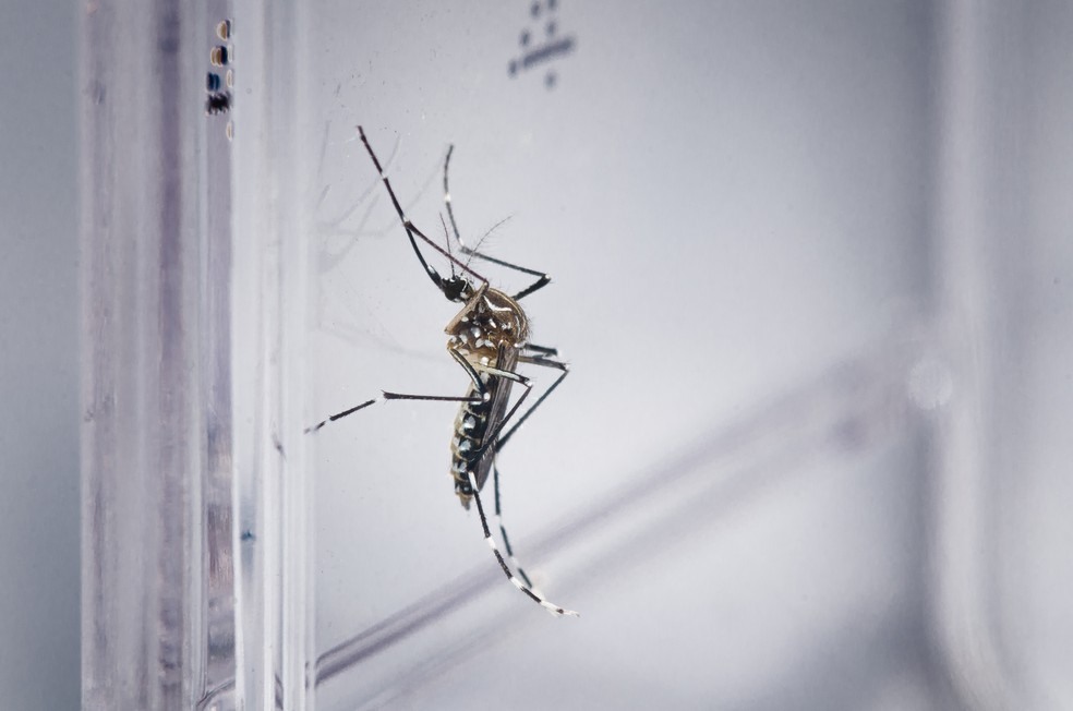 Aedes aegypti Ã© o mosquito transmissor de doenÃ§as como a dengue â?? Foto: Rodrigo MÃ©xas e Raquel Portugal/FundaÃ§Ã£o Oswaldo Cruz/DivulgaÃ§Ã£o