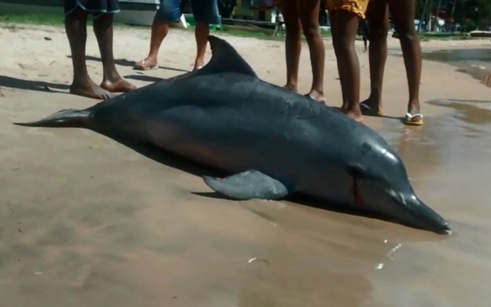 Golfinho pode ter morrido afogado apÃ³s ficar preso em rede de pesca (Foto: AndrÃ© In9 PrÃ³/Arquivo Pessoal)