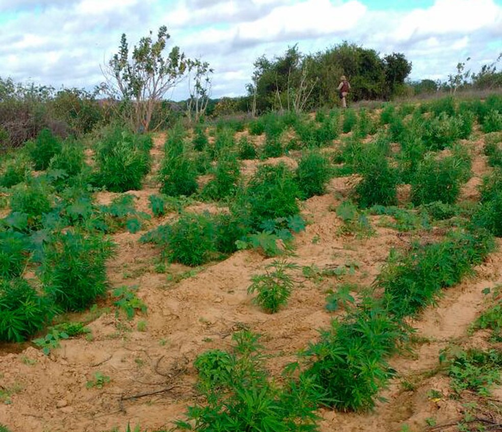 Cerca de 30 mil pés de maconha eram cultivados pelo suspeito (Foto: Divulgação/Polícia Militar)