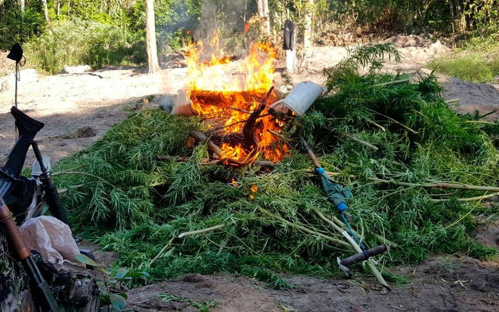 Droga foi incinerada pela polícia em Esplanada (Foto: Divulgação/Polícia Civil)