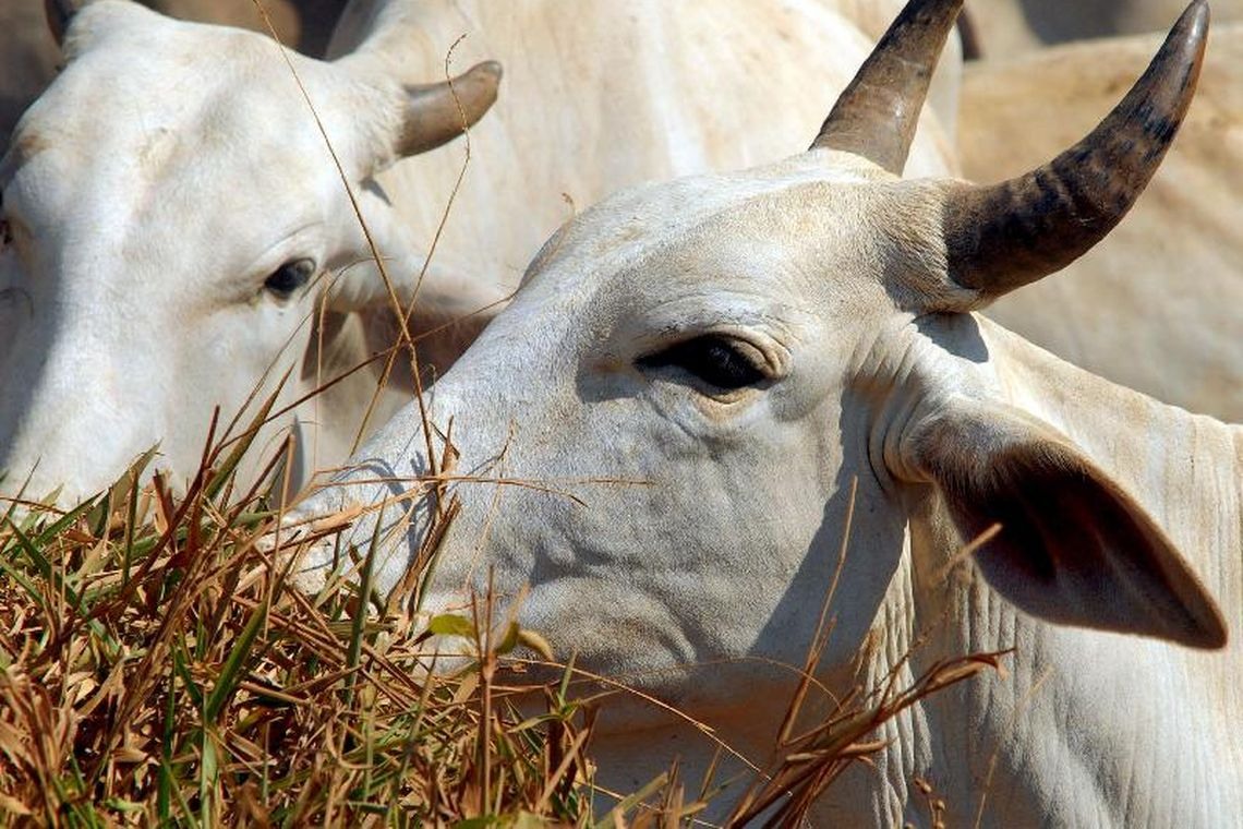 gado boi vaca rebanho