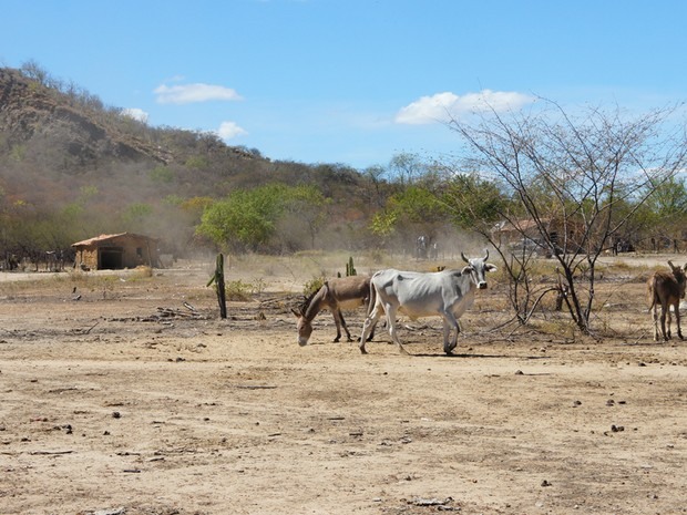 Resultado de imagem para fotos de seca na bahia