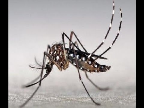 Resultado de imagem para Aedes aegypti no CAB