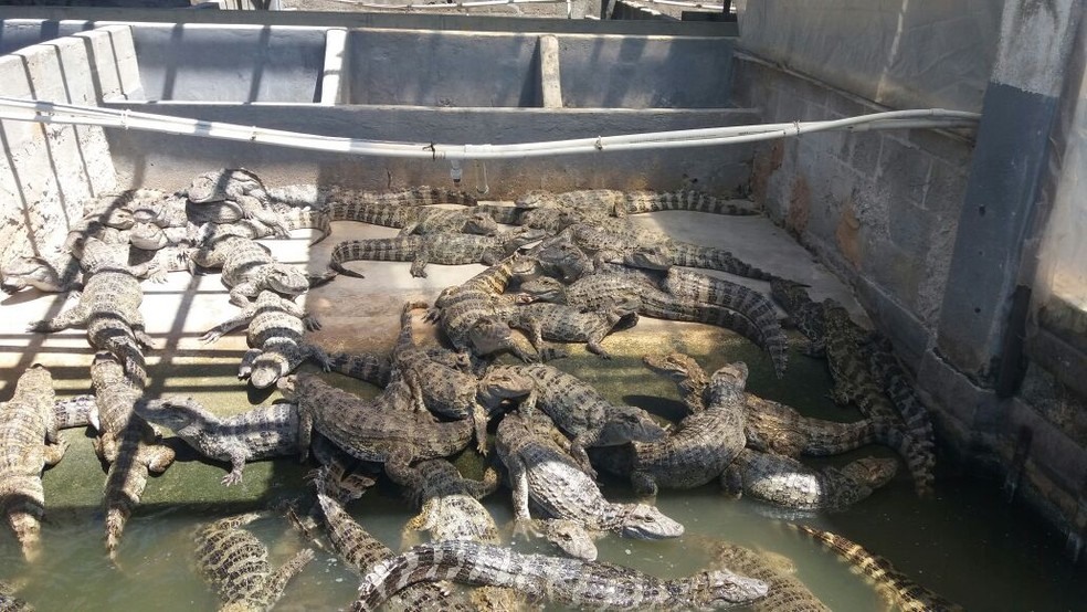 Jacarés encontrados em Barra Mansa (Foto: Rose Gomes/TV Rio Sul)