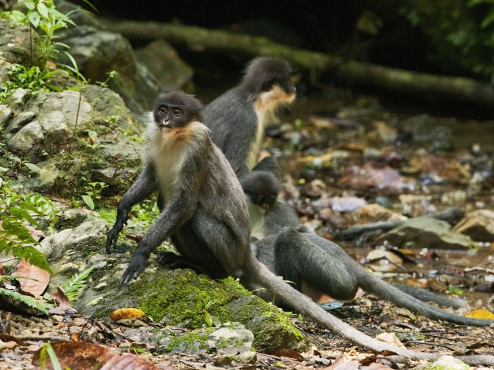 Resultado de imagem para fotos de macacos na selva