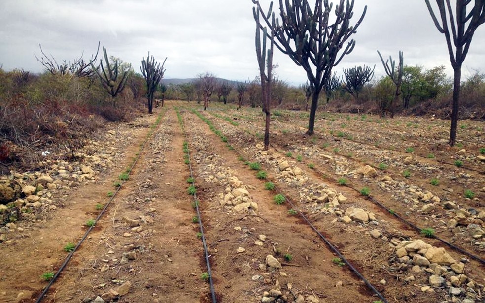 Mais de 115 mil pés da maconha são destruídos na Bahia (Foto: Divulgação/Polícia Civil)