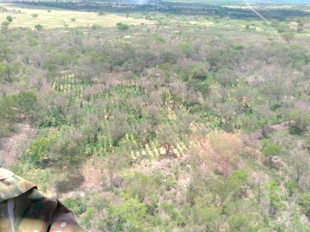 Maconha foi erradicada em cidades do norte da Bahia, durante operação da PF (Foto: Divulgação/ PF)