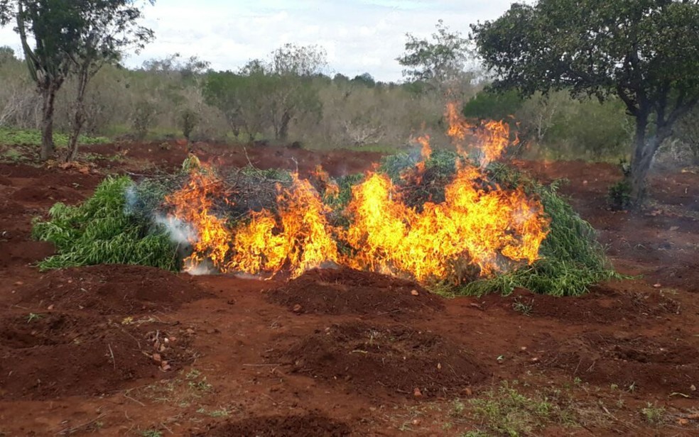 Plantação de maconha foi erradicada pela polícia na cidade de Monte Santo (Foto: Divulgação/ Polícia Civil)